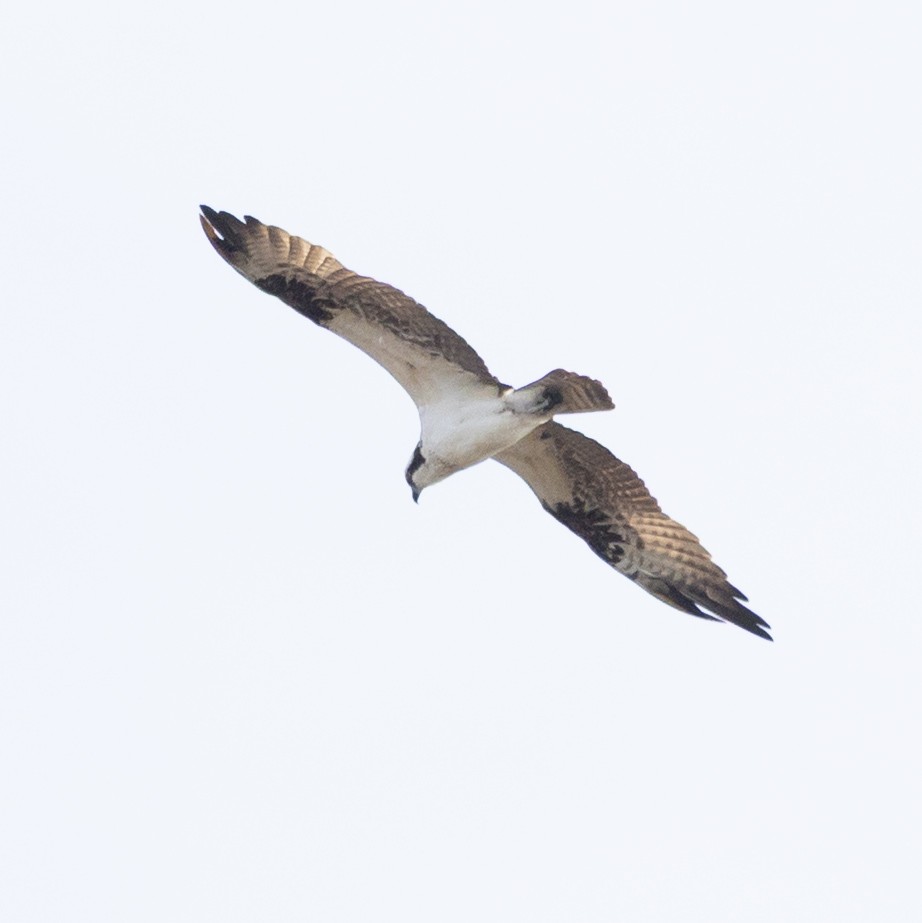 Osprey - ML646212389