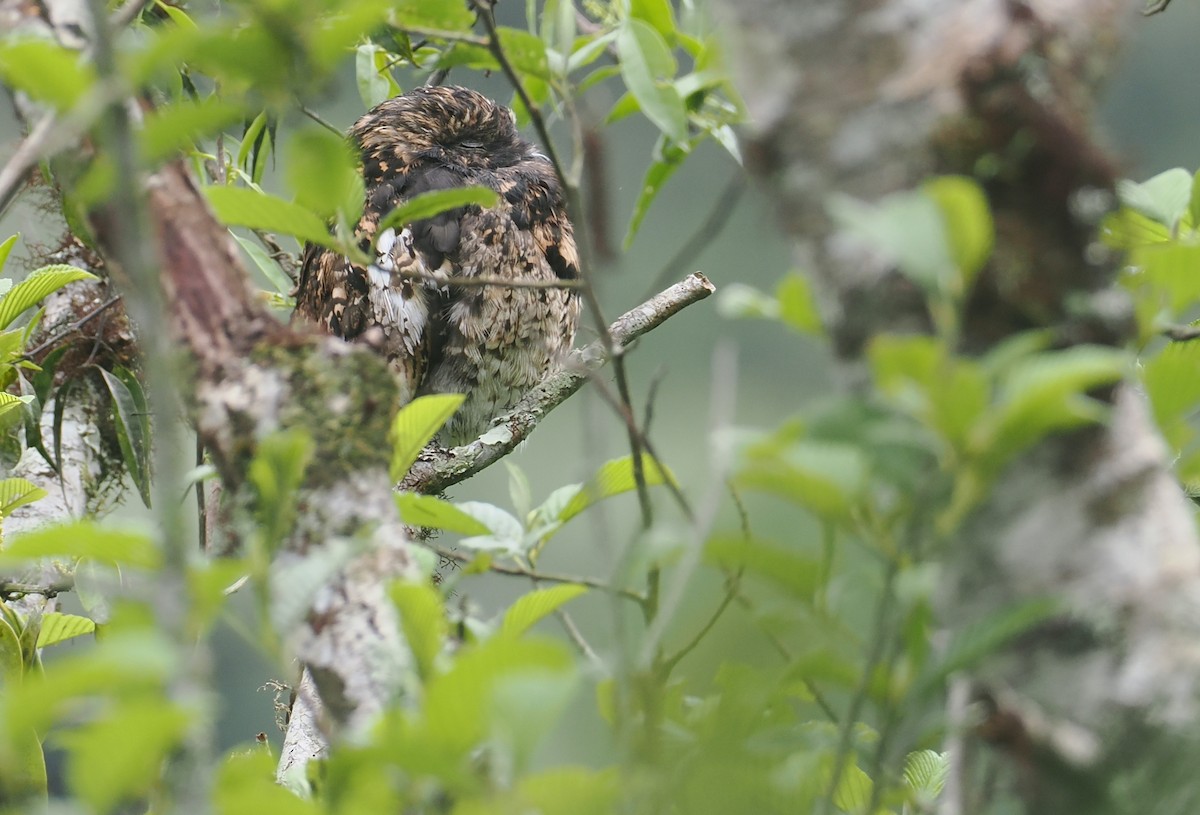 Andean Potoo - ML646212390
