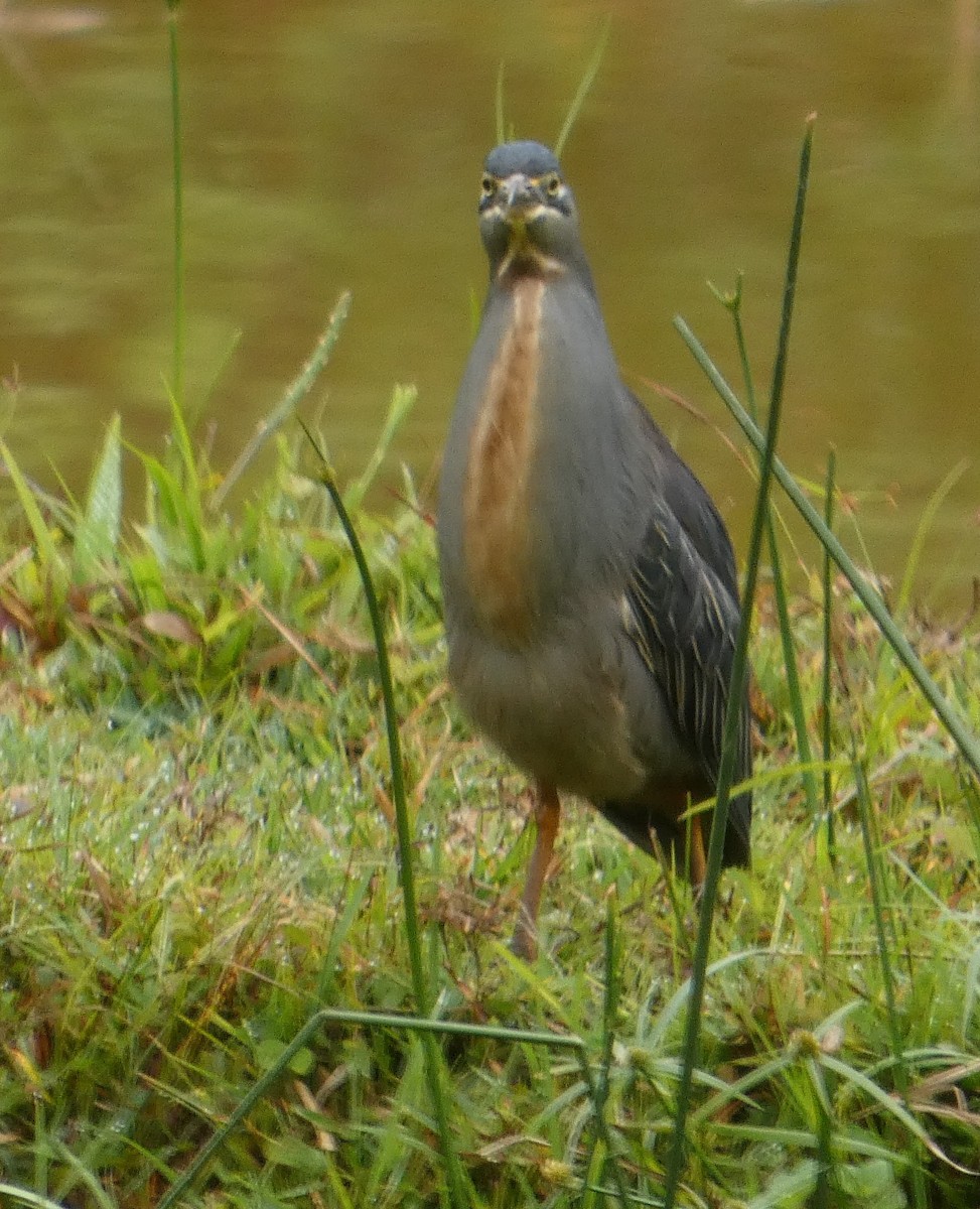 Чапля мангрова мала - ML646212392