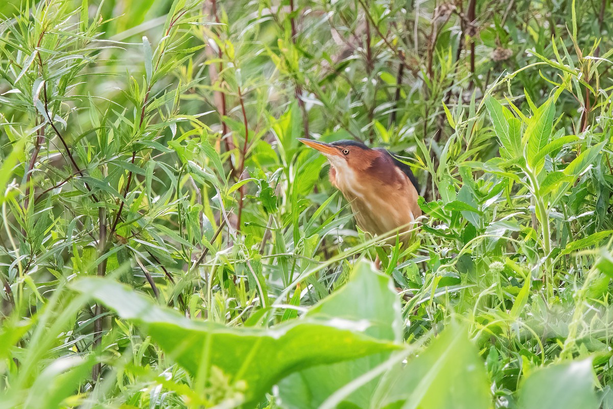 Least Bittern - ML646212393