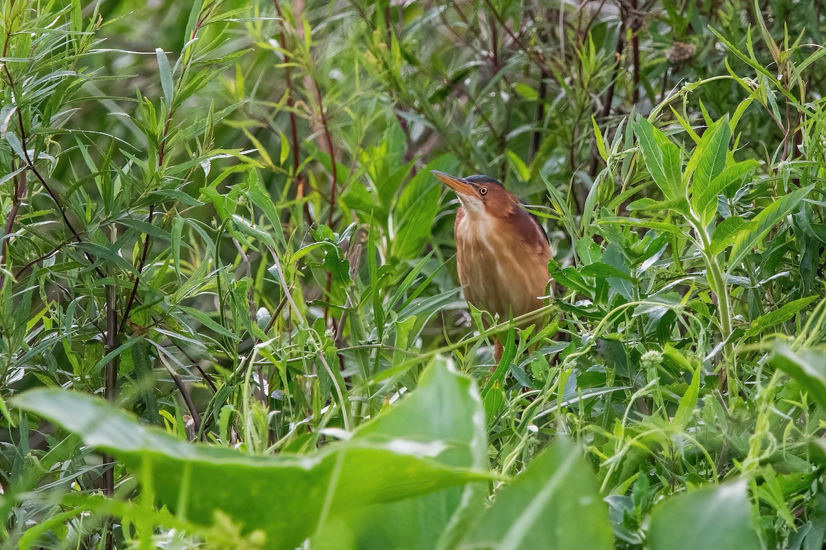 Least Bittern - ML646212394