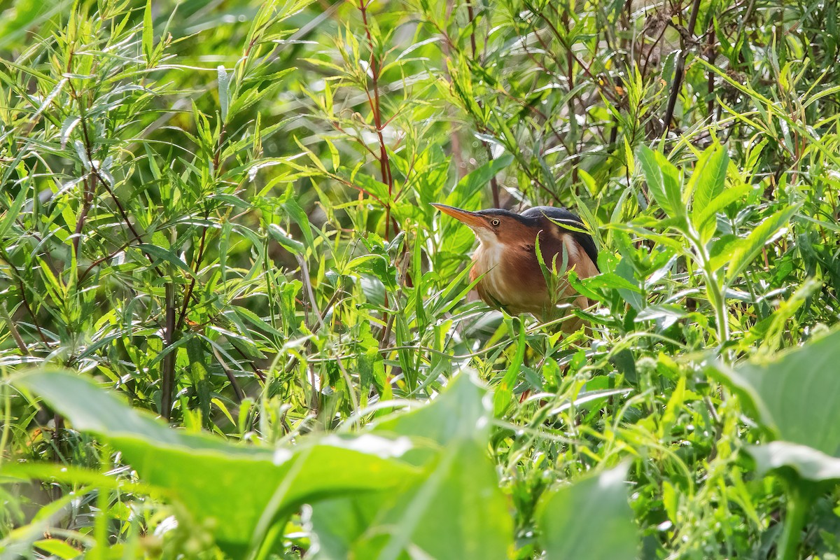 Least Bittern - ML646212395