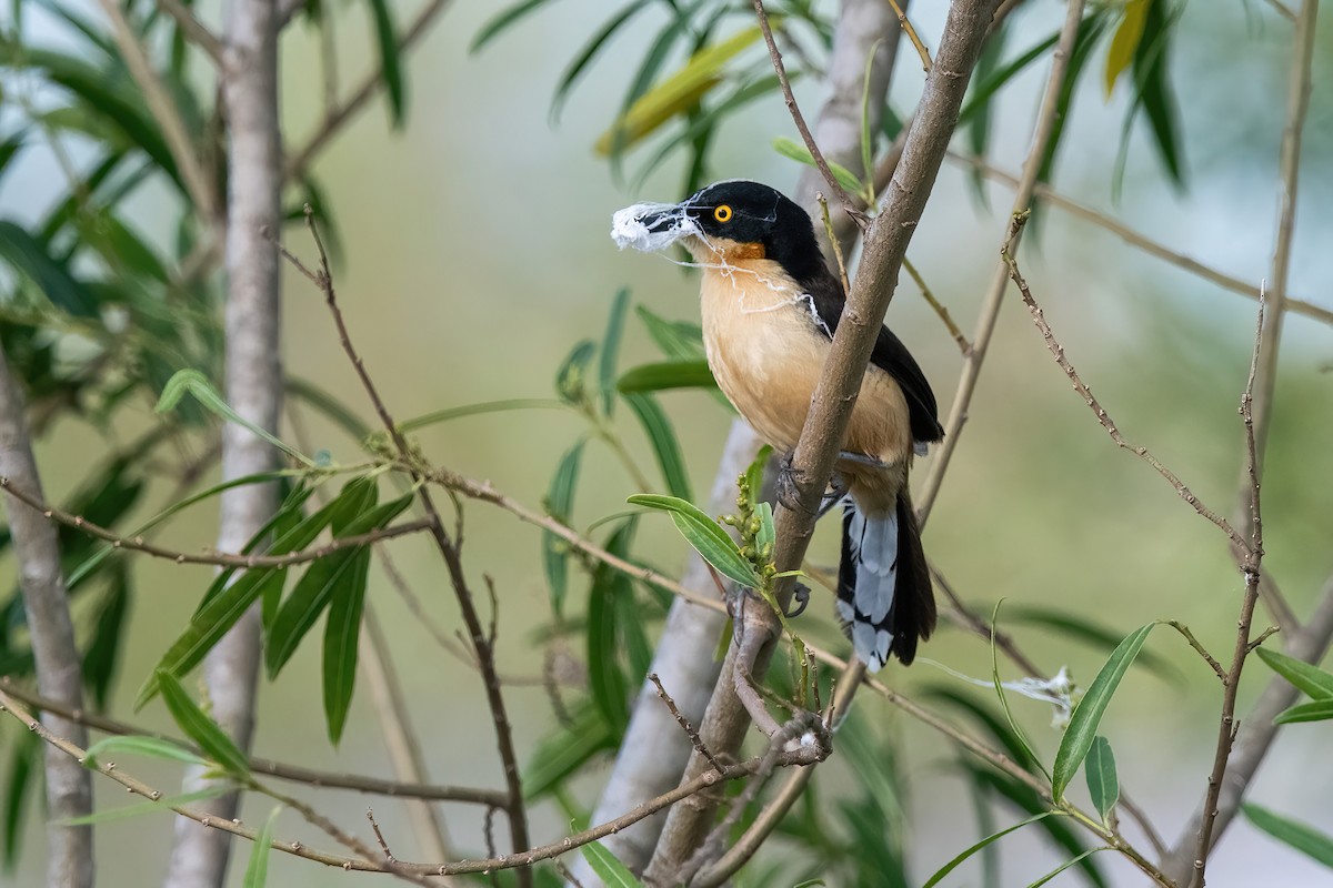 Black-capped Donacobius - ML646212403