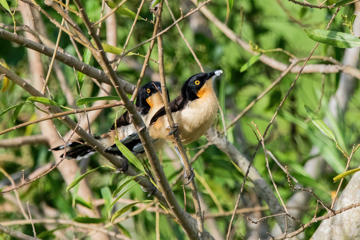 Black-capped Donacobius - ML646212404