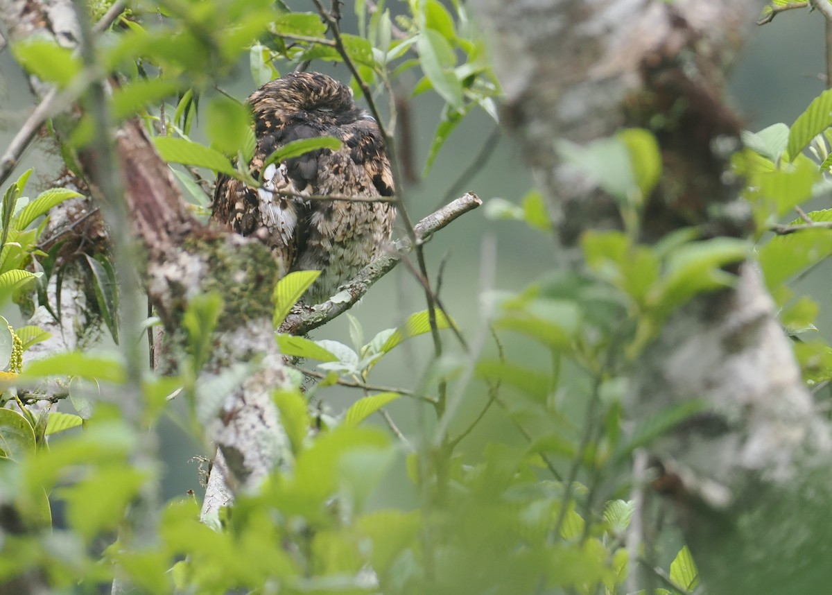 Andean Potoo - ML646212406