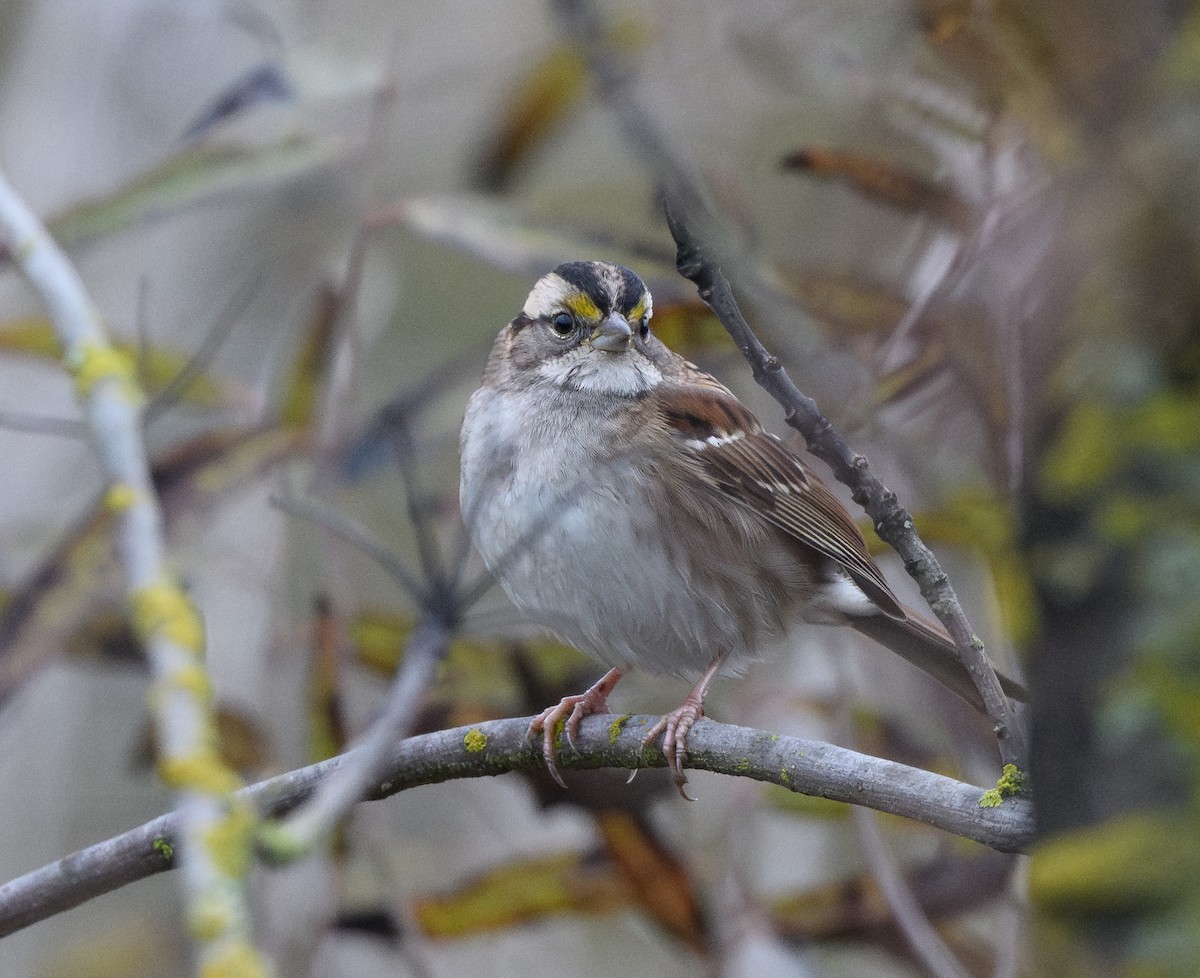 White-throated Sparrow - ML646212409