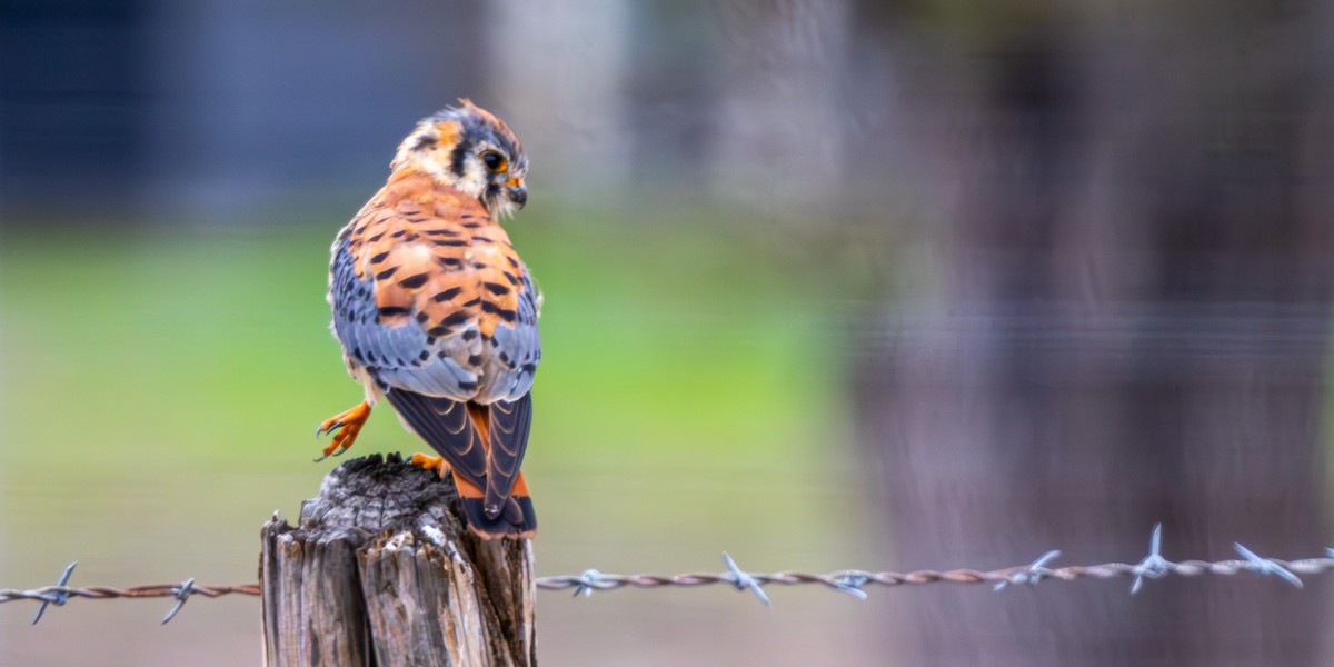 American Kestrel - ML646212412