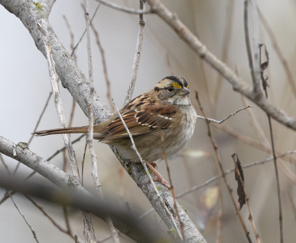 White-throated Sparrow - ML646212413