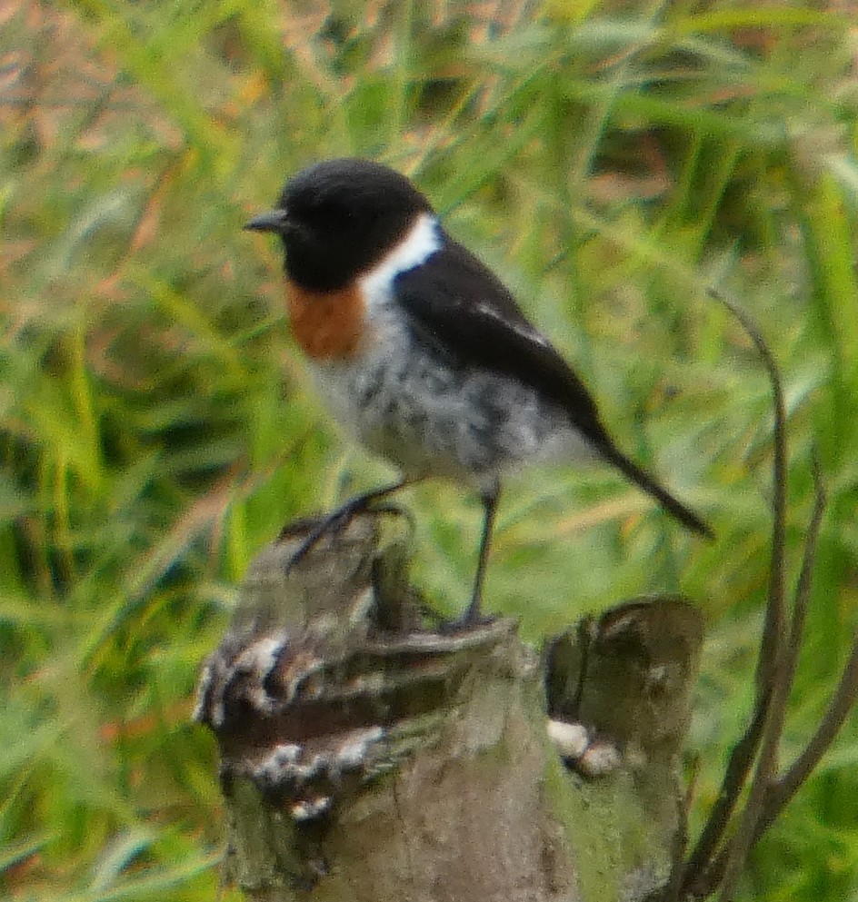 Трав’янка африканська (підвид sibilla) - ML646212416