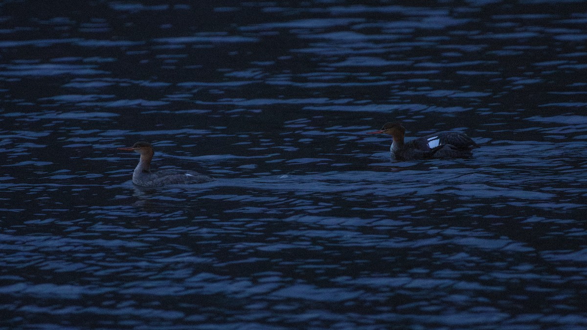Red-breasted Merganser - ML646212418