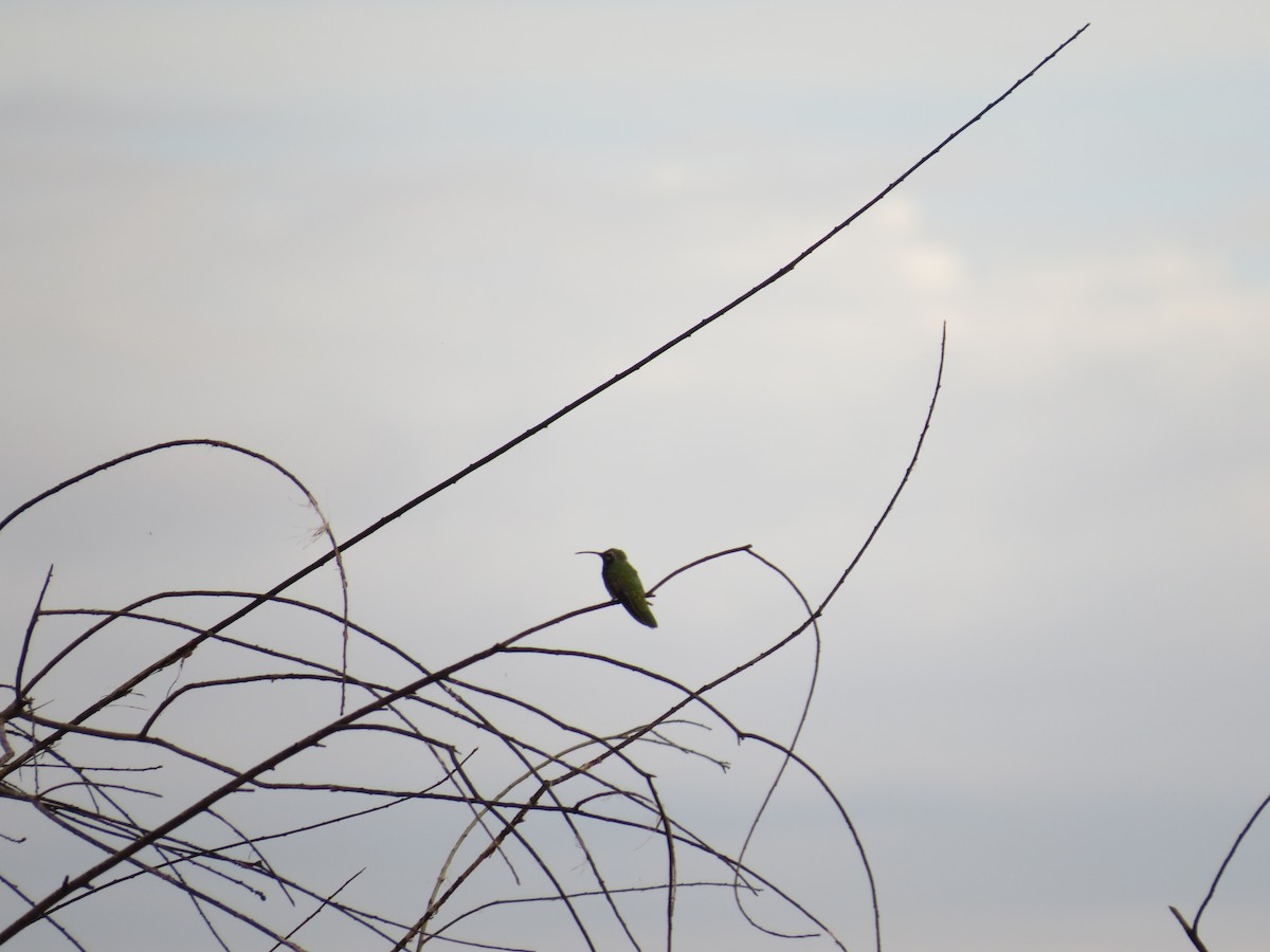 White-tailed Goldenthroat - ML646212419
