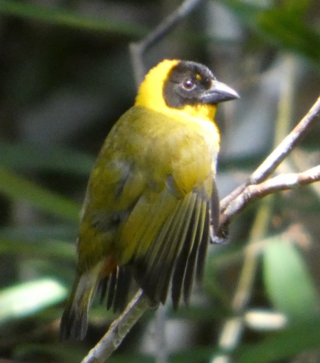 Ткачик мадагаскарський - ML646212420