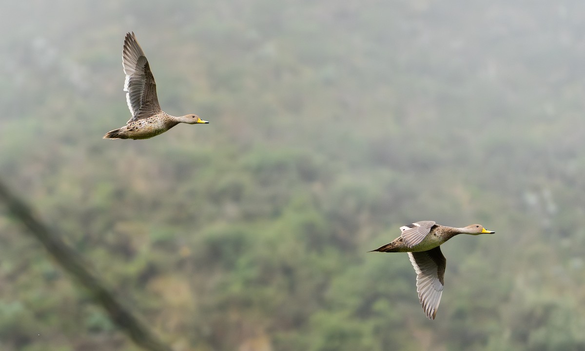 Ahate ziri-buztana - ML646212421