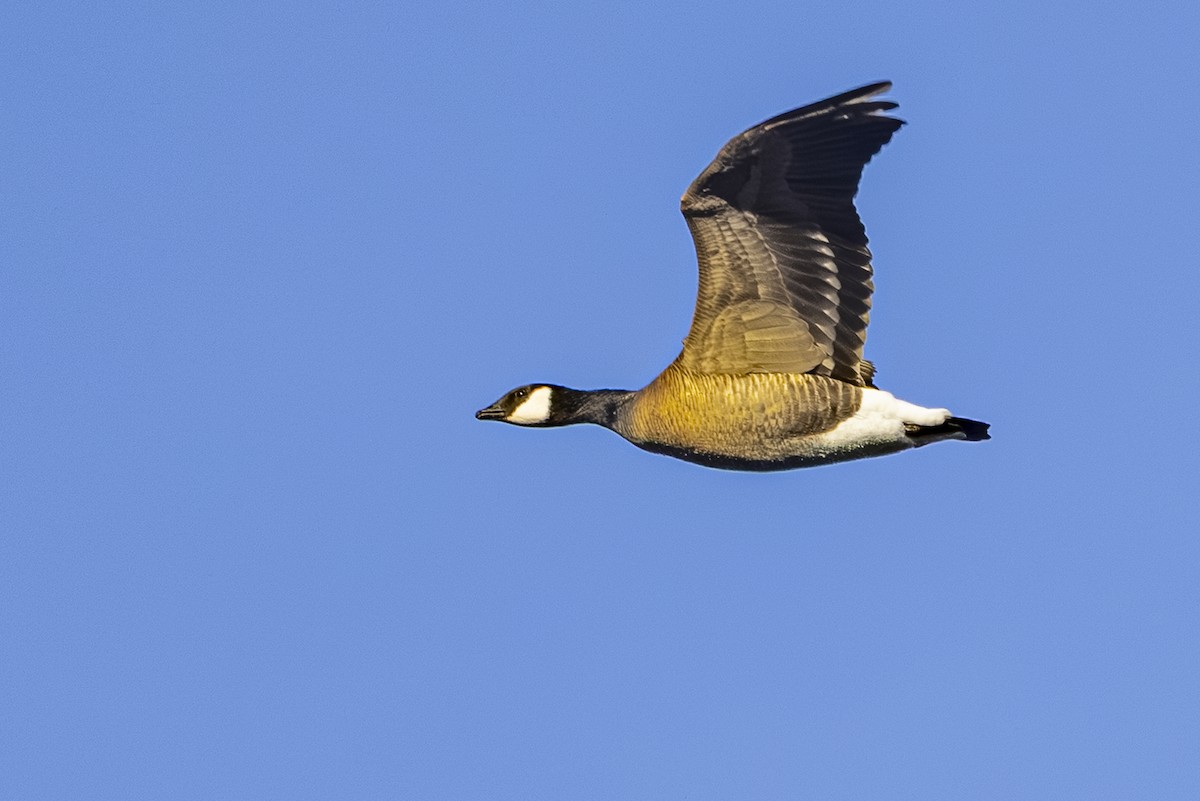 小加拿大雁 - ML646212422