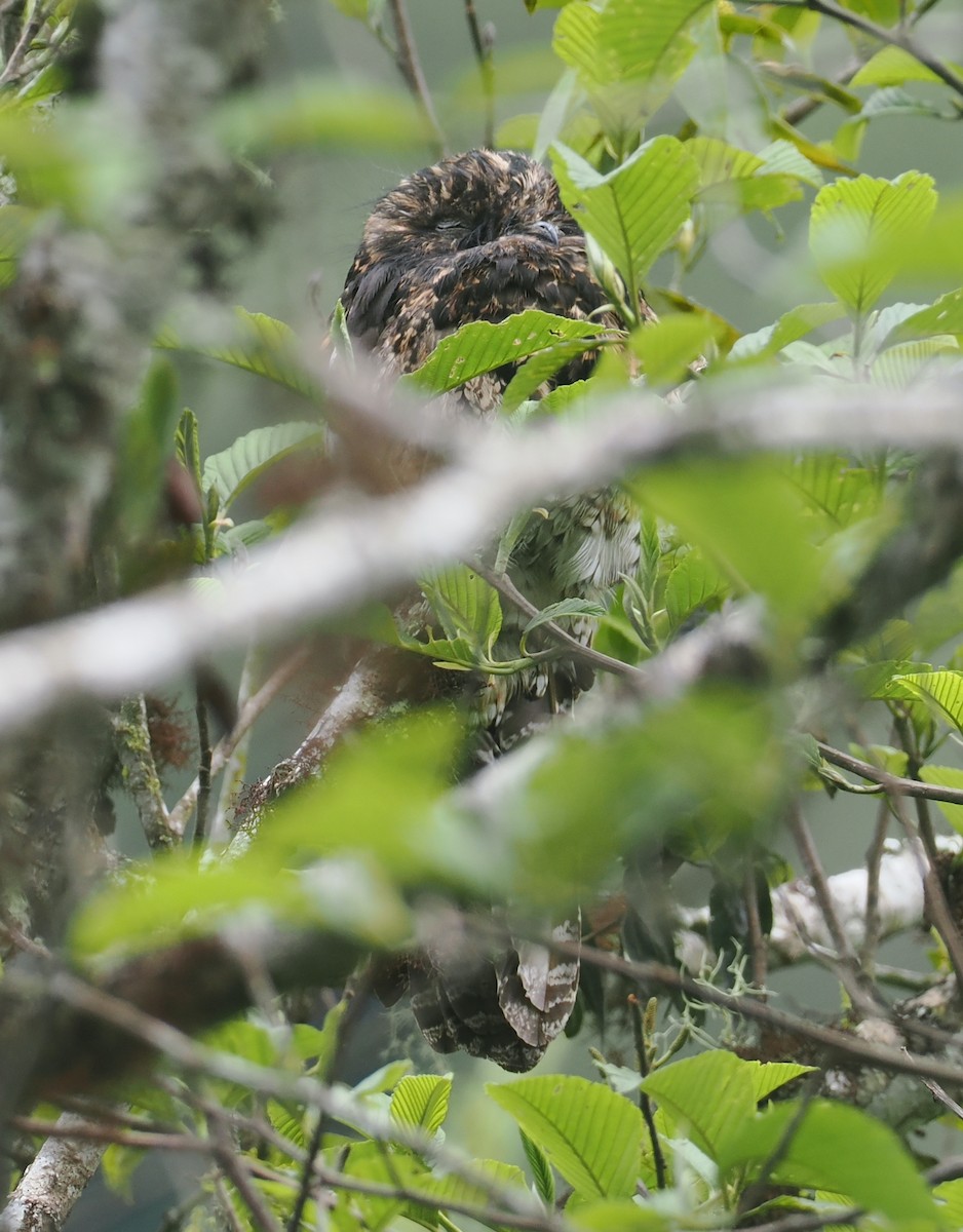 Andean Potoo - ML646212426
