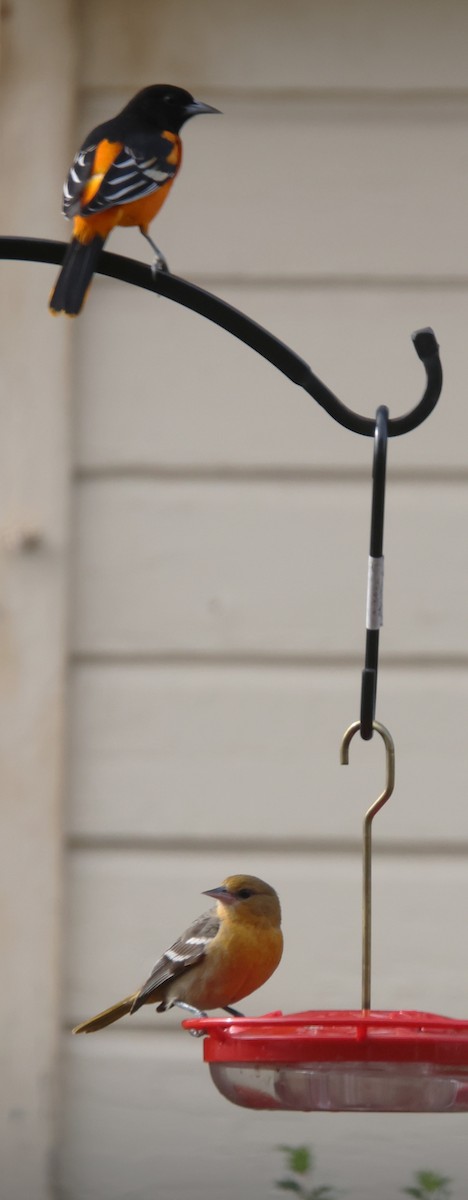 Балтиморский трупиал - ML646212427