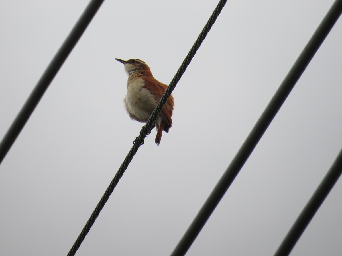 Wing-banded Hornero - ML646212428