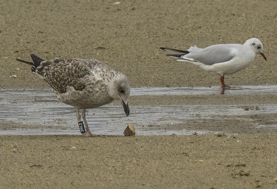 Kaio iluna - ML646212435