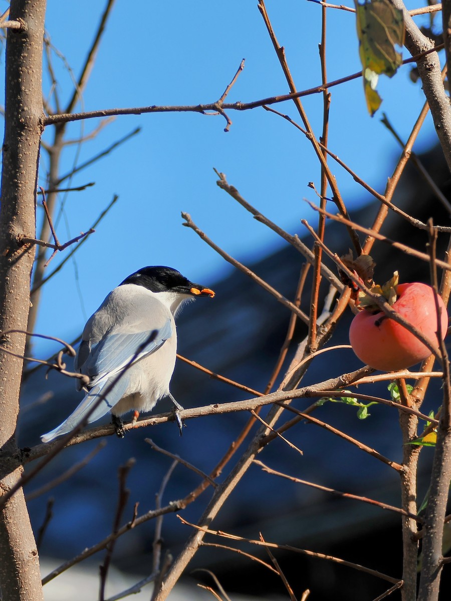 灰喜鵲 - ML646212437