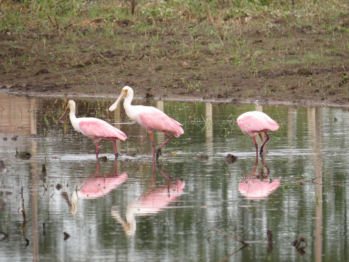 Roseate Spoonbill - ML646212445