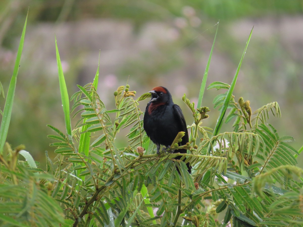Chestnut-capped Blackbird - ML646212449