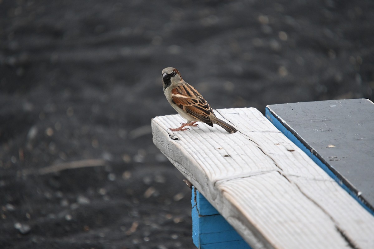 דרור הבית - ML646212450