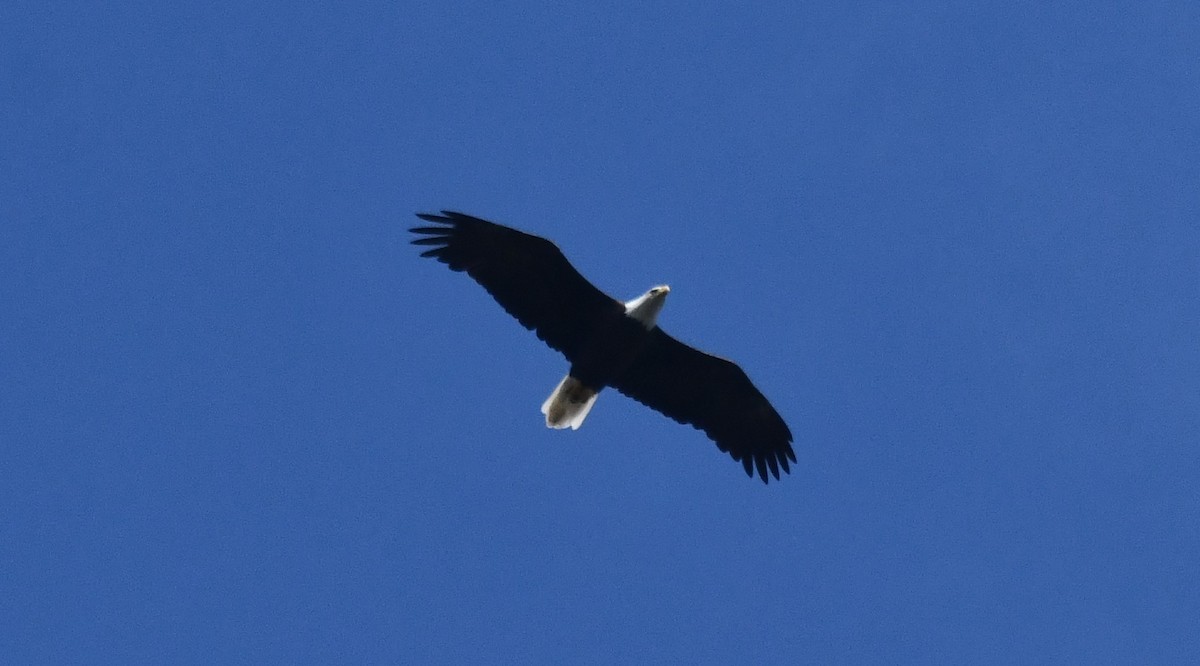 Bald Eagle - ML646212451