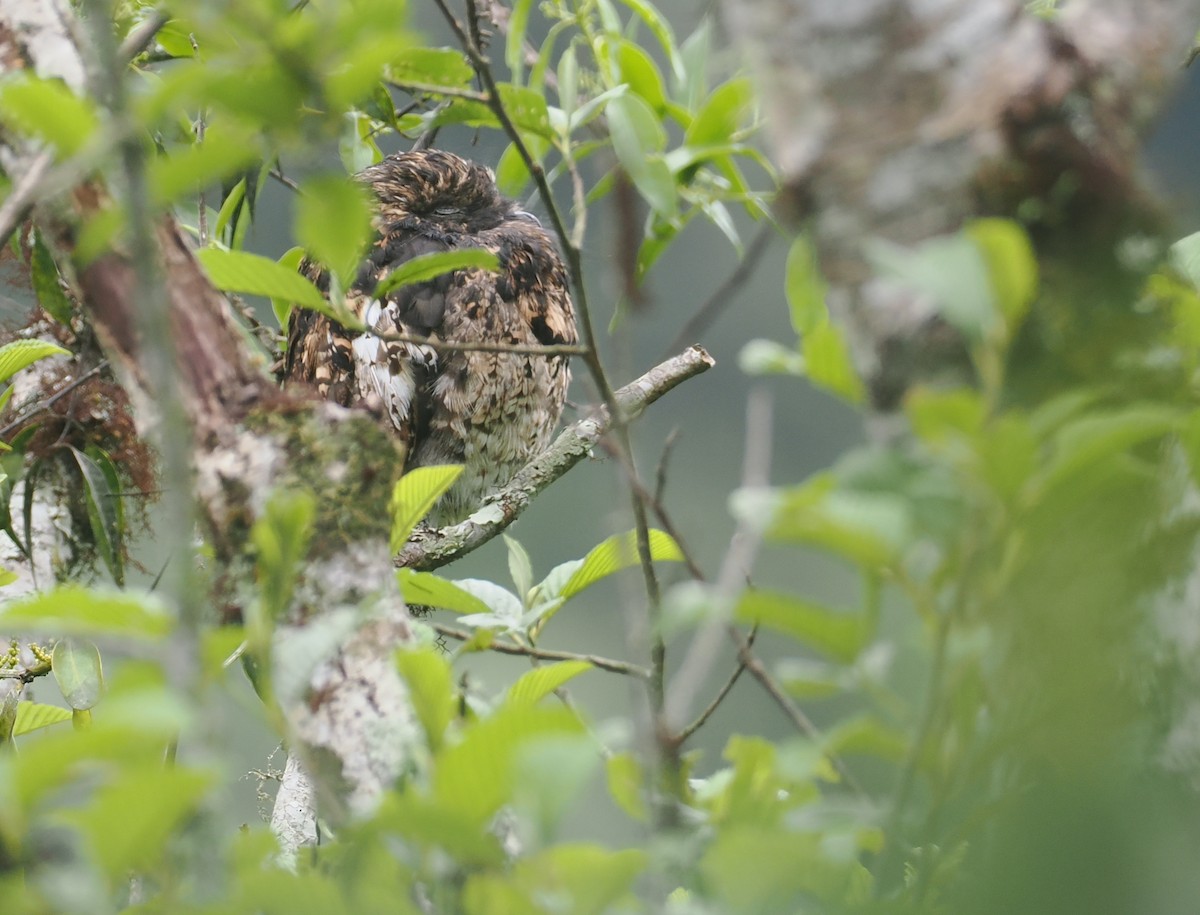 Andean Potoo - ML646212452