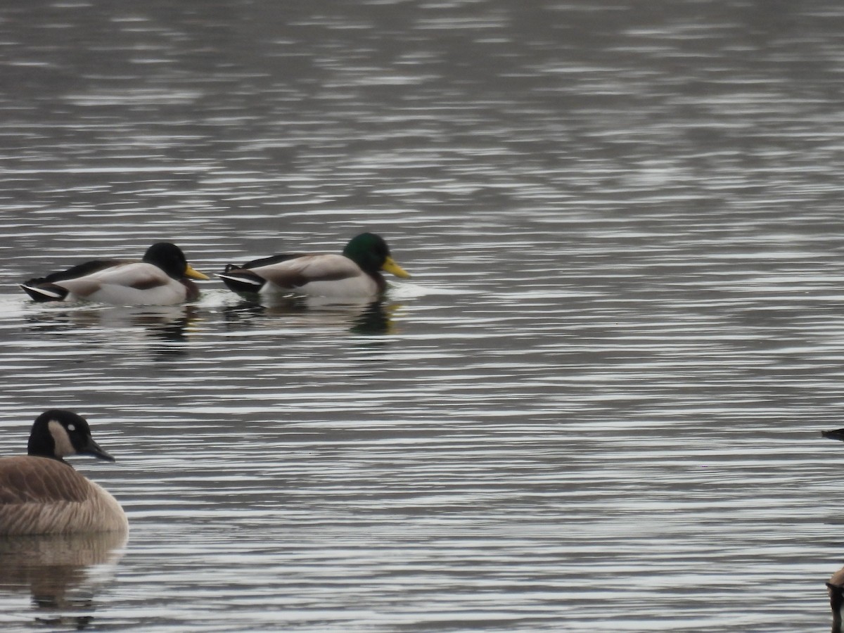 綠頭鴨 - ML646212454