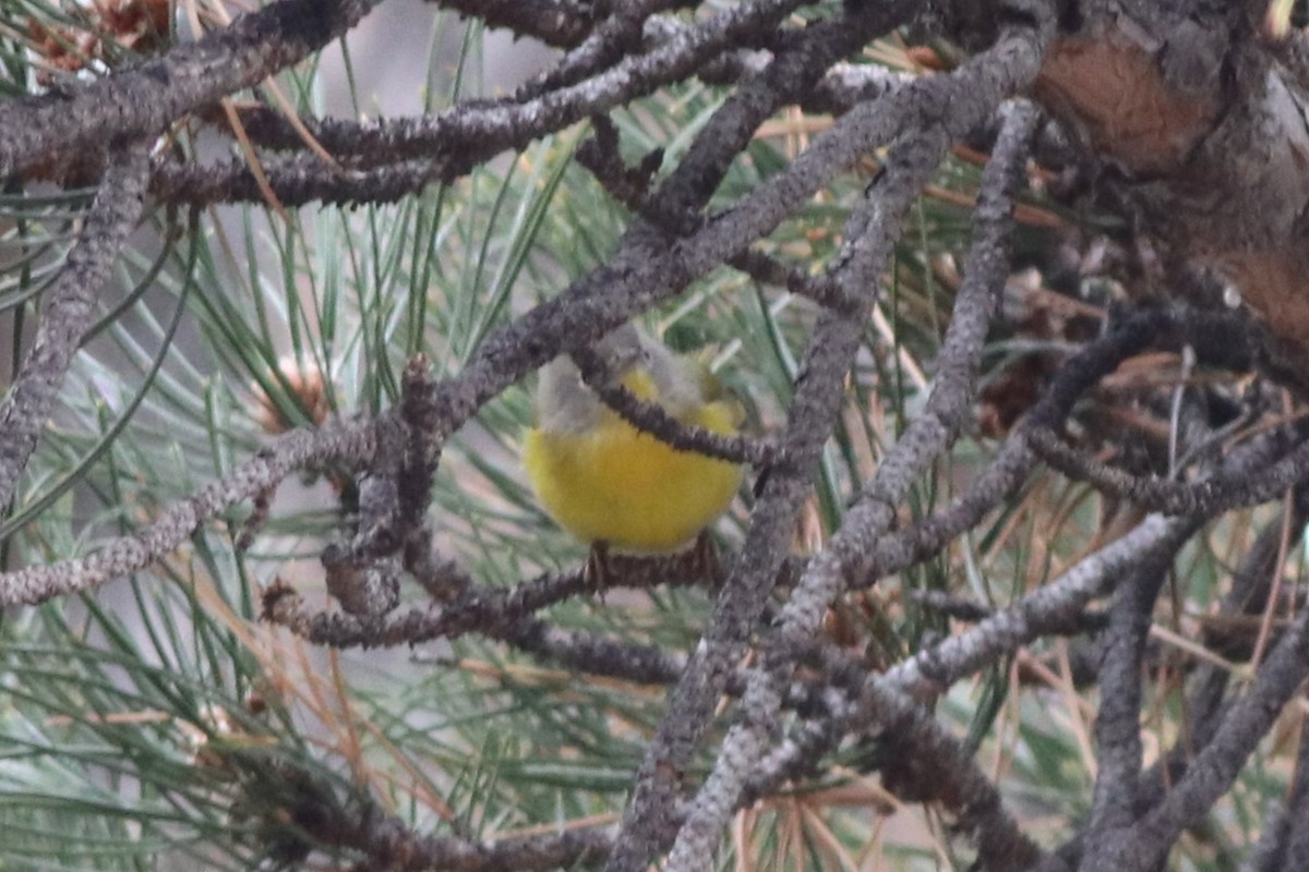 Nashville Warbler - ML646212455