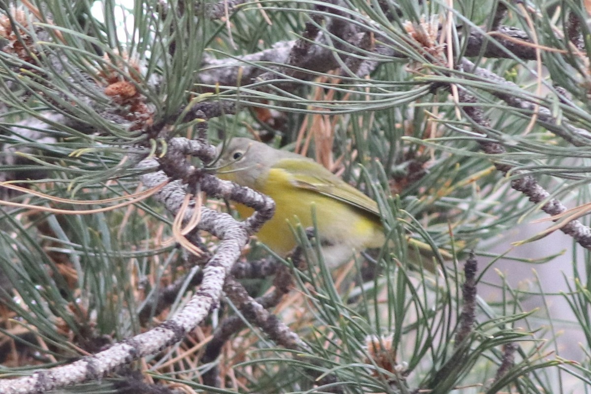 Nashville Warbler - ML646212456