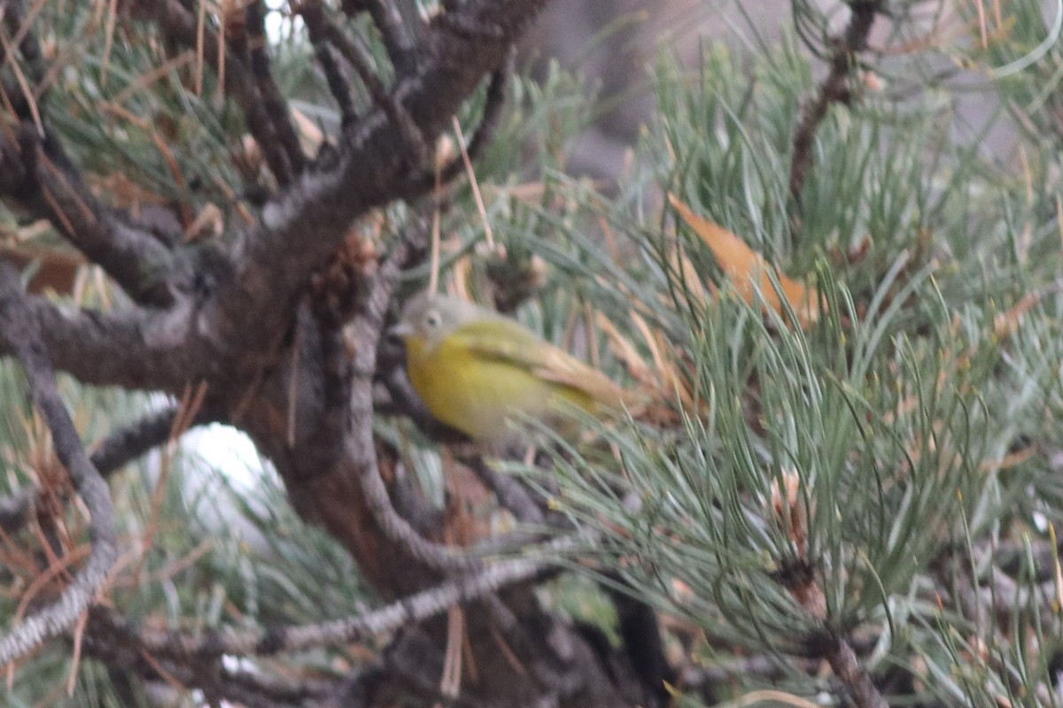 Nashville Warbler - ML646212457