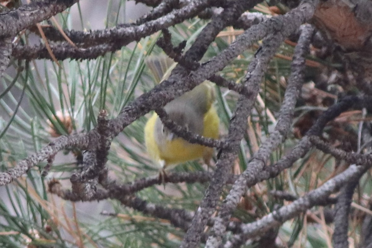 Nashville Warbler - ML646212458