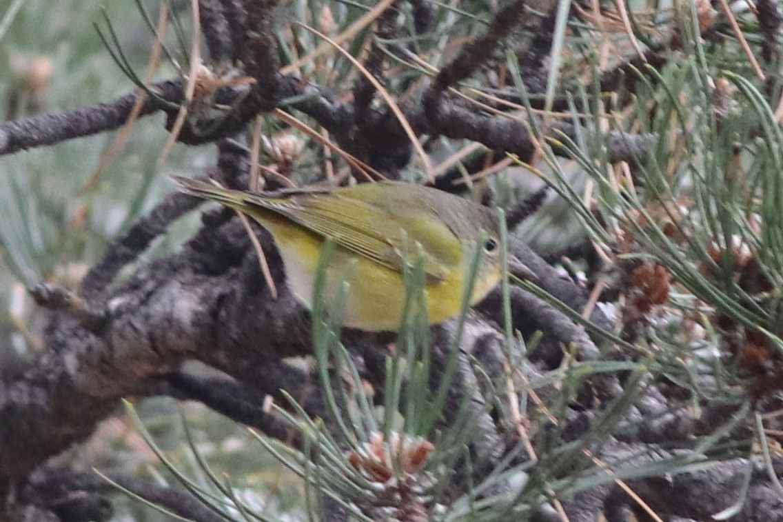 Nashville Warbler - ML646212459