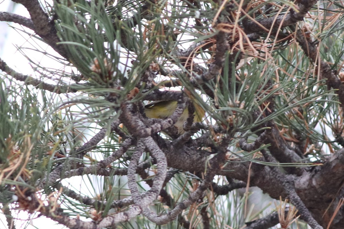 Nashville Warbler - ML646212460