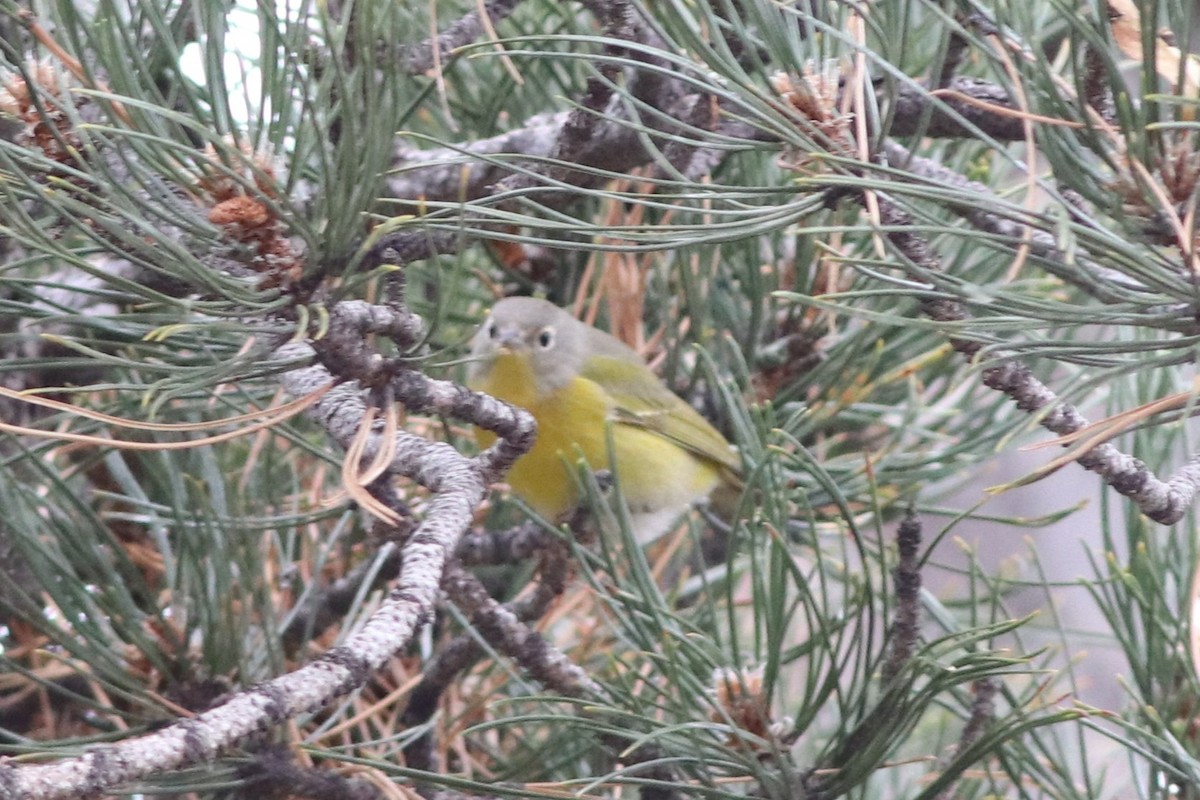 Nashville Warbler - ML646212461