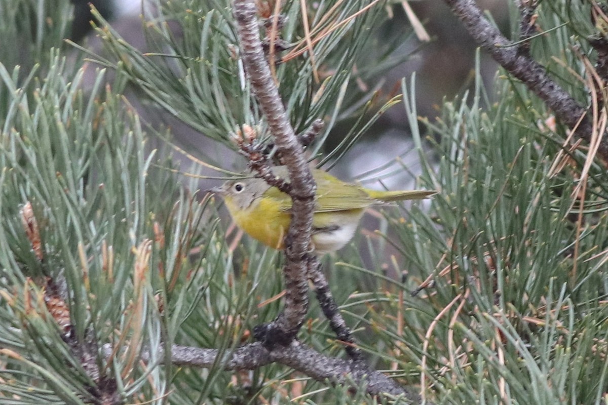 Nashville Warbler - ML646212462