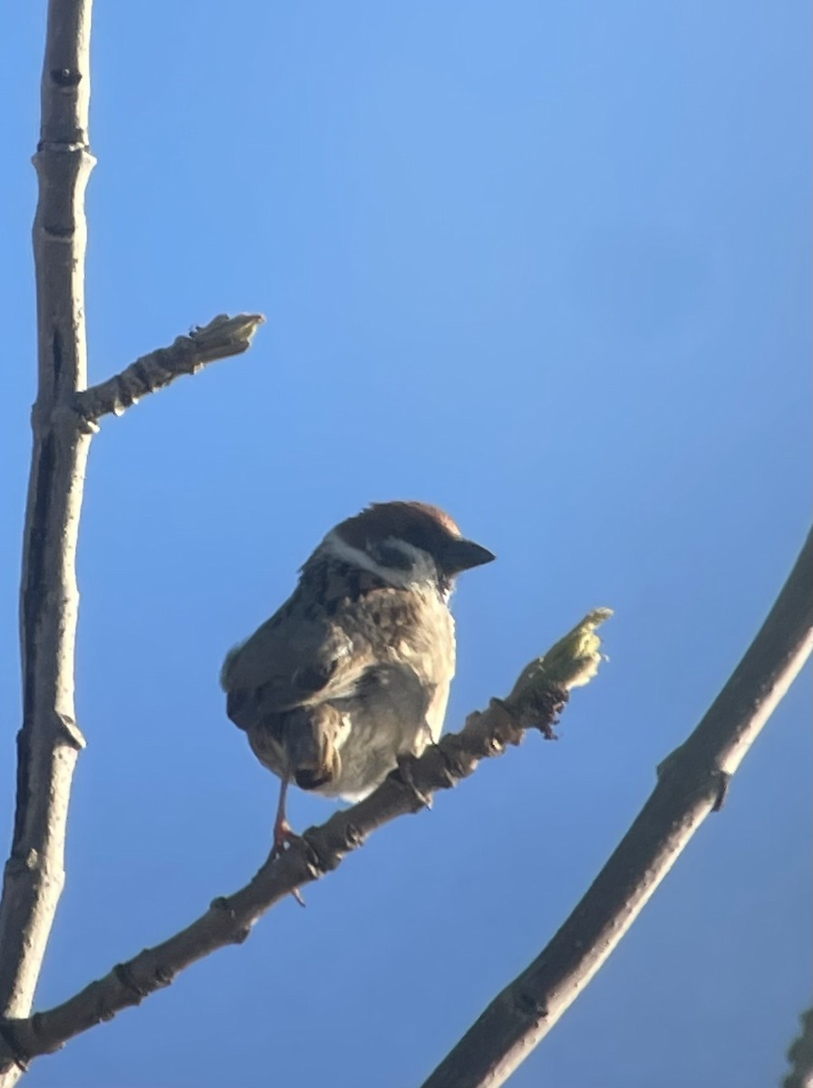 麻雀 - ML646212463