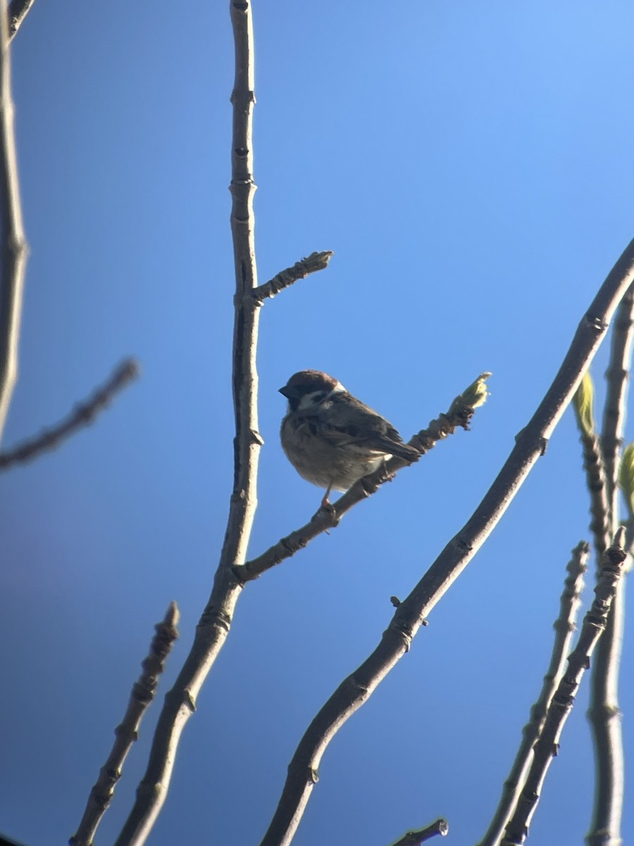 麻雀 - ML646212464