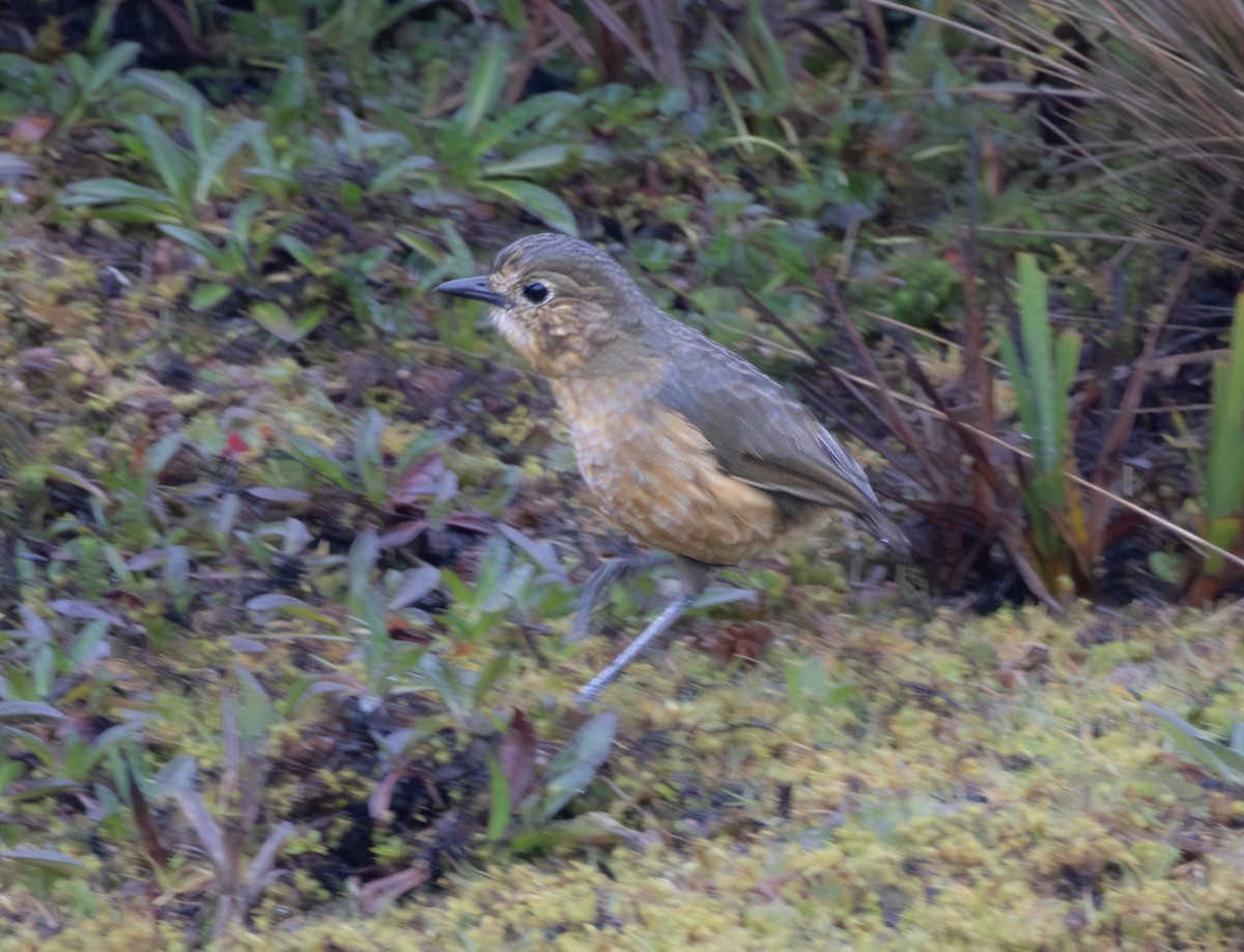Tawny Antpitta - ML646212465