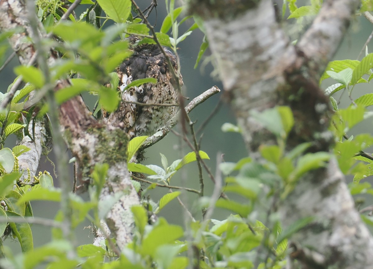 Andean Potoo - ML646212466