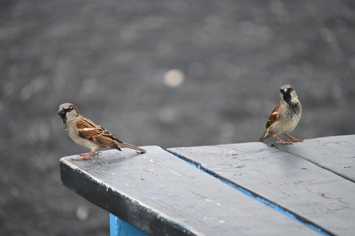 家麻雀 - ML646212467