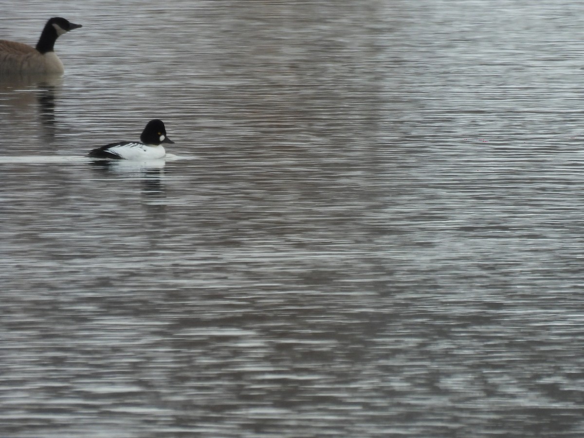 鵲鴨 - ML646212468