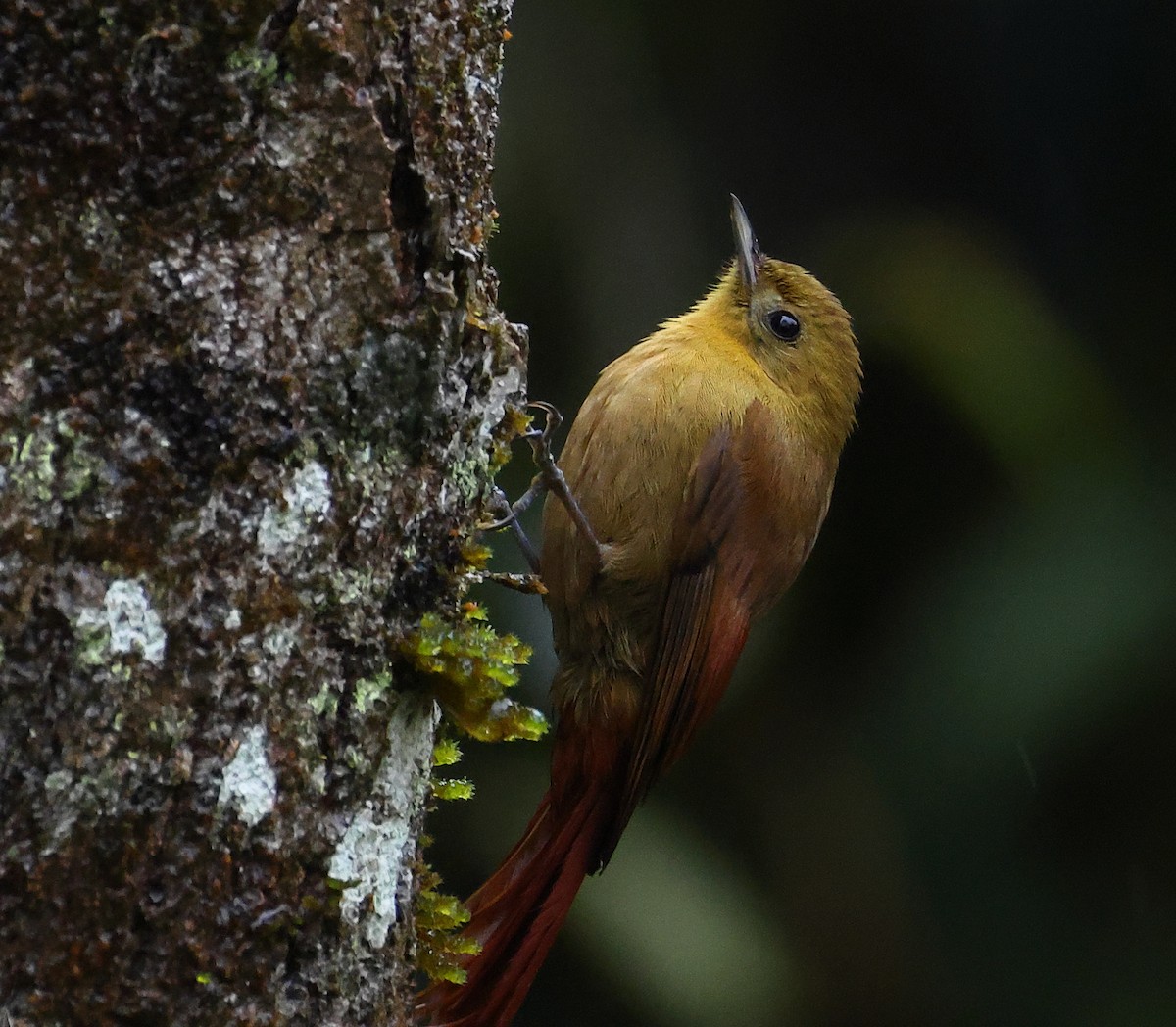 Olivaceous Woodcreeper - ML646212469