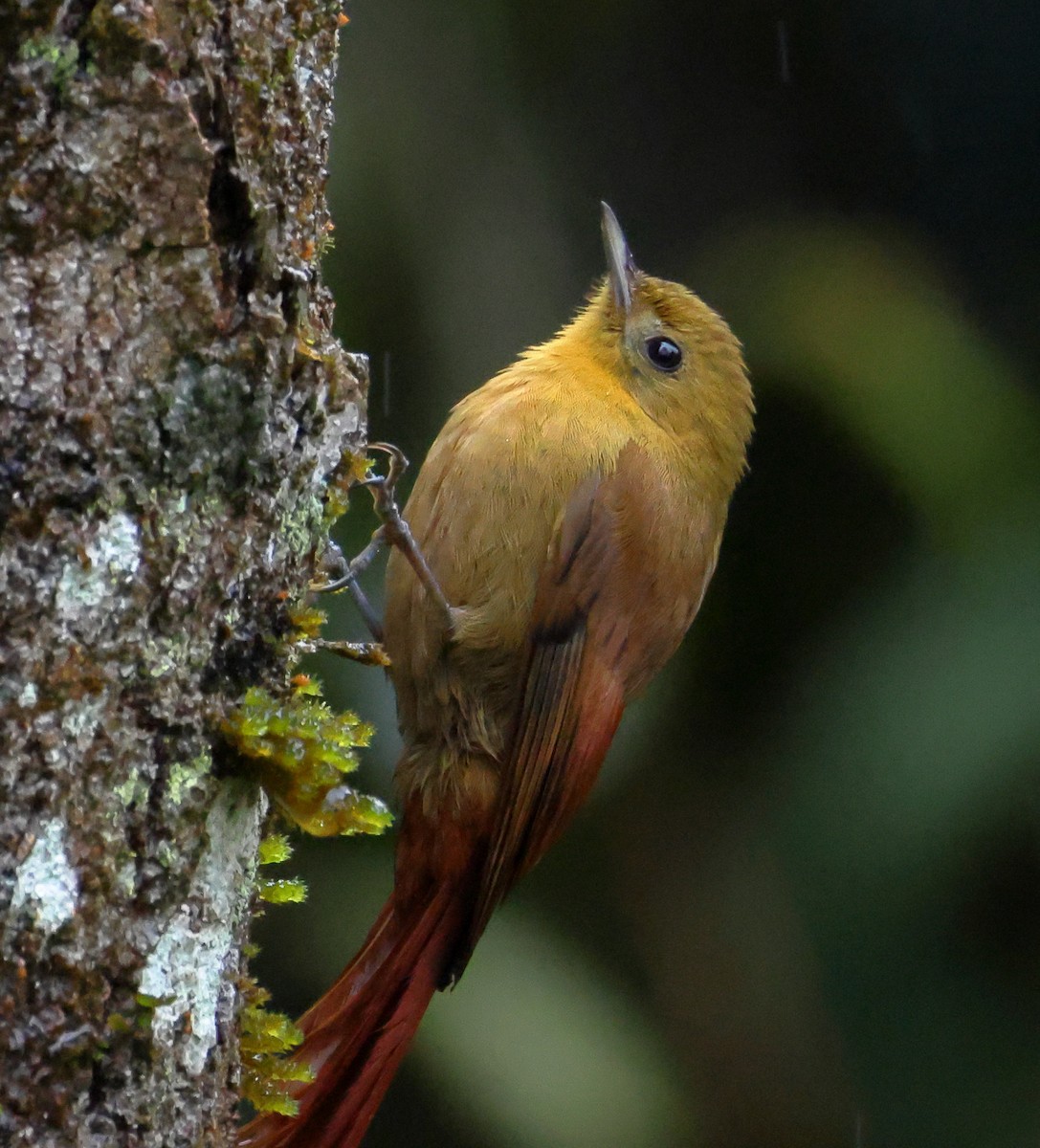 Olivaceous Woodcreeper - ML646212470
