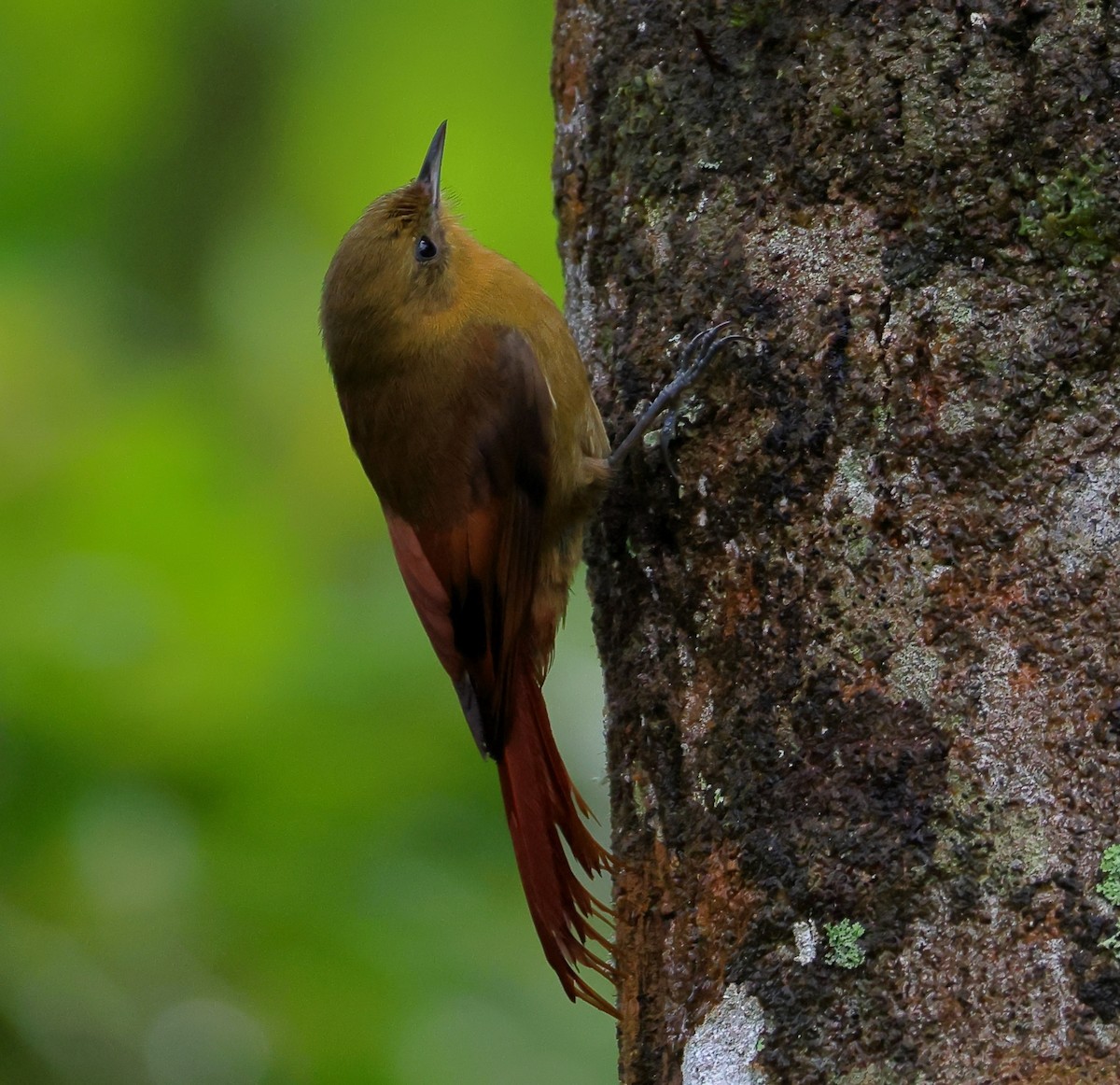 Olivaceous Woodcreeper - ML646212471