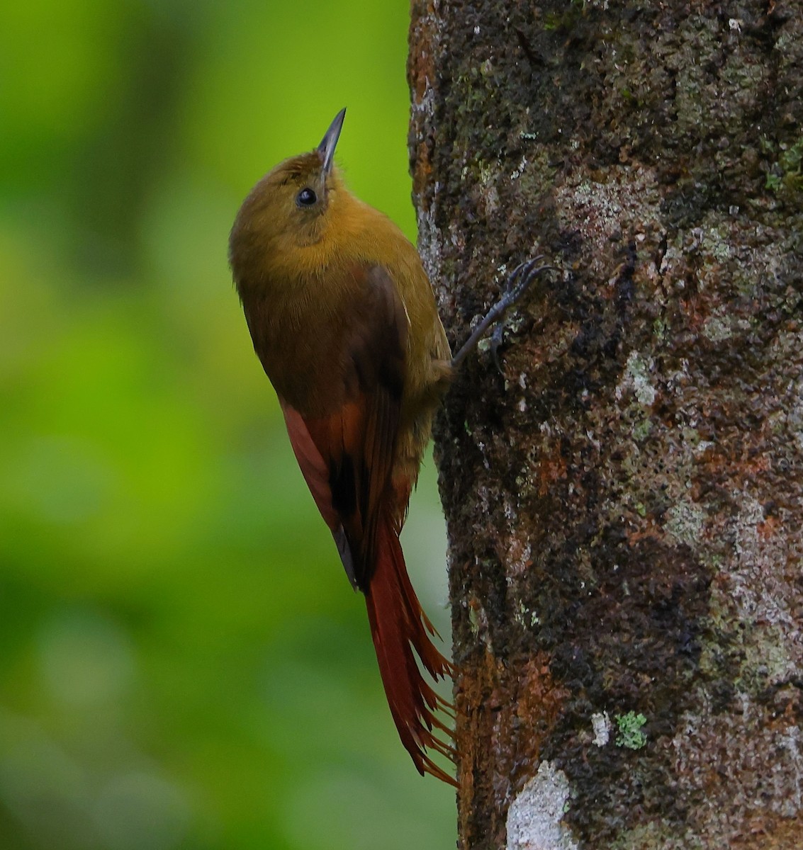 Olivaceous Woodcreeper - ML646212472