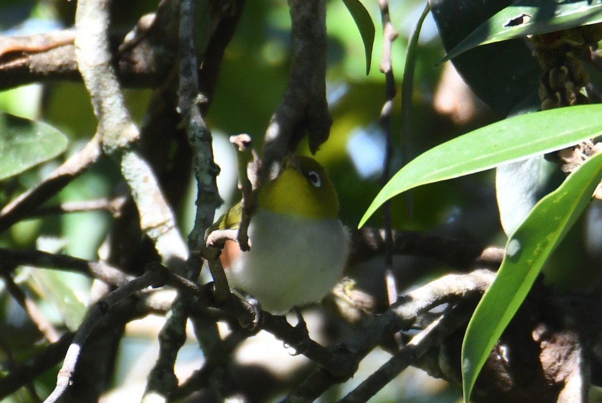 紅脇繡眼 - ML646212473