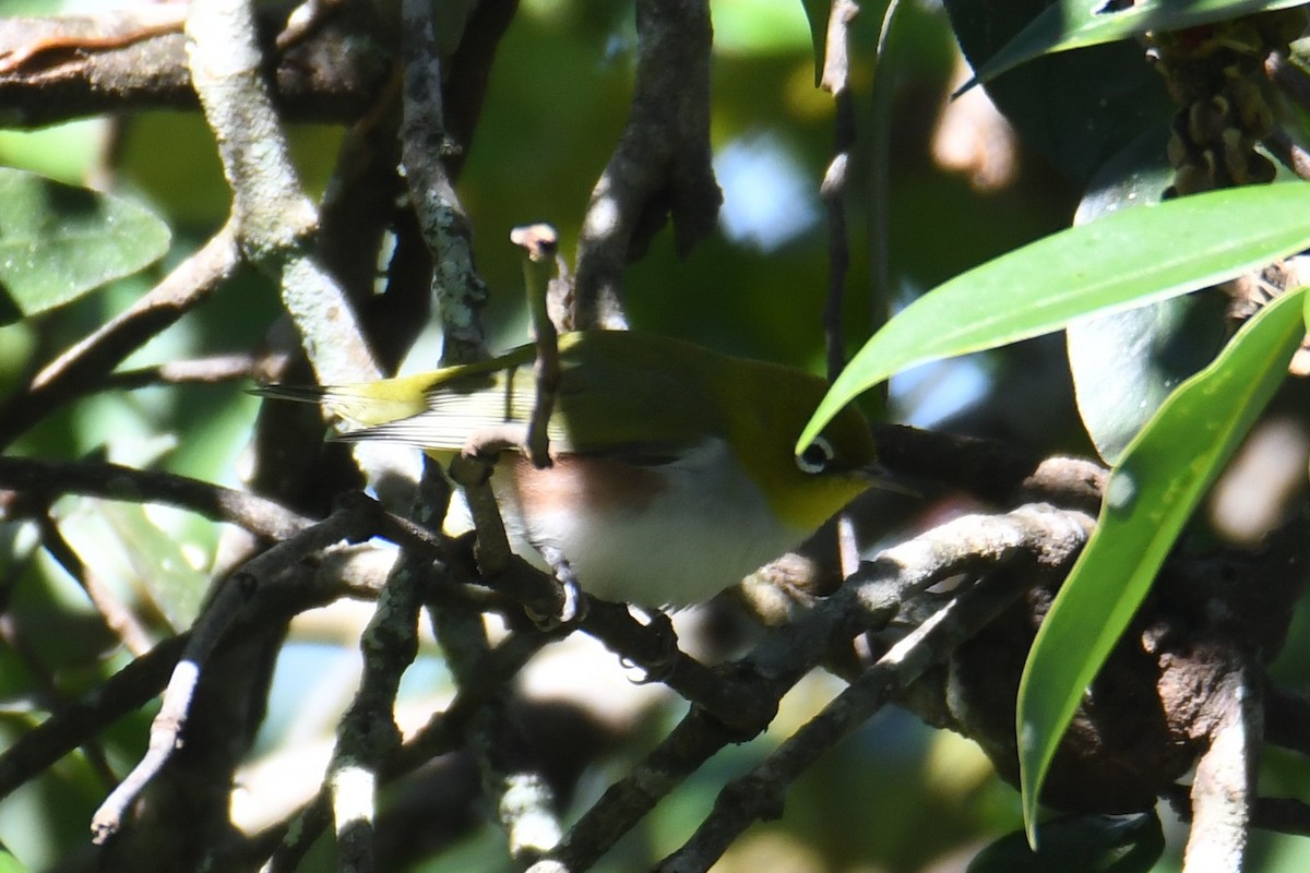 紅脇繡眼 - ML646212474