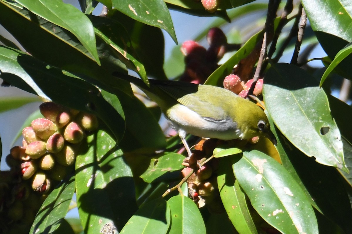 紅脇繡眼 - ML646212475